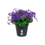 green basics growpot 27cm living black